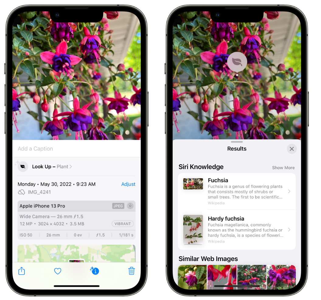 南朗镇苹果手机维修分享小技巧：使用 iPhone 相机识别花卉植物 